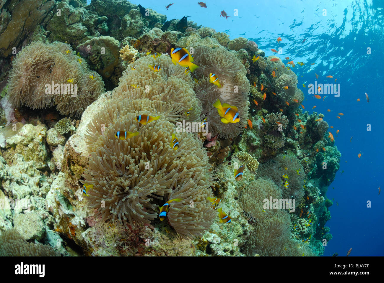 Anemonen mit Twobands Anemonefishes aus Safaga, Ägypten, Rotes Meer. Stockfoto