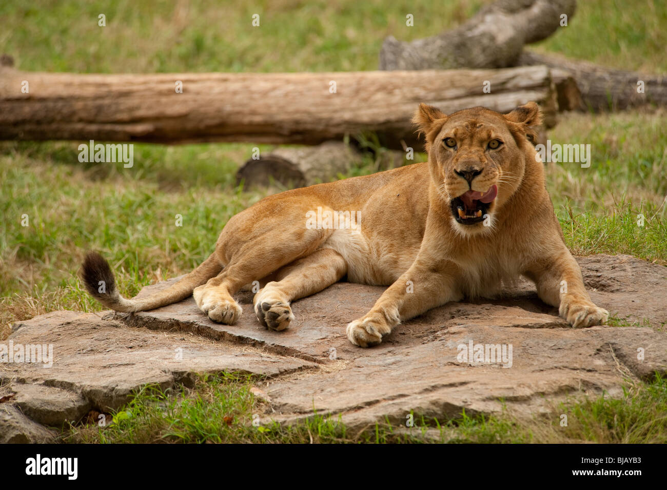 Sitzen auf einem Felsen an der North Carolina Zoo Löwin Stockfoto