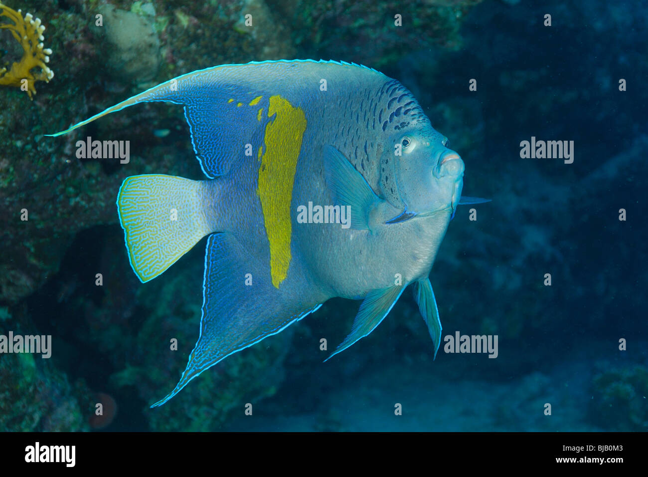 Gelbring Kaiserfisch im Roten Meer, vor Safaga, Ägypten Stockfoto