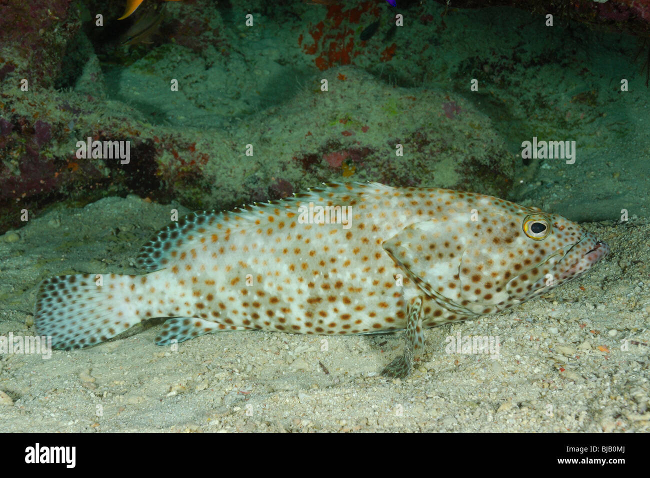 Zwerg-spotted Zackenbarsch Fische im Roten Meer, vor Safaga, Ägypten Stockfoto