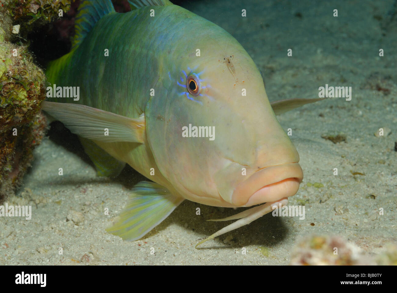 Goldsaddle Goatfish im Roten Meer, vor Safaga, Ägypten Stockfoto