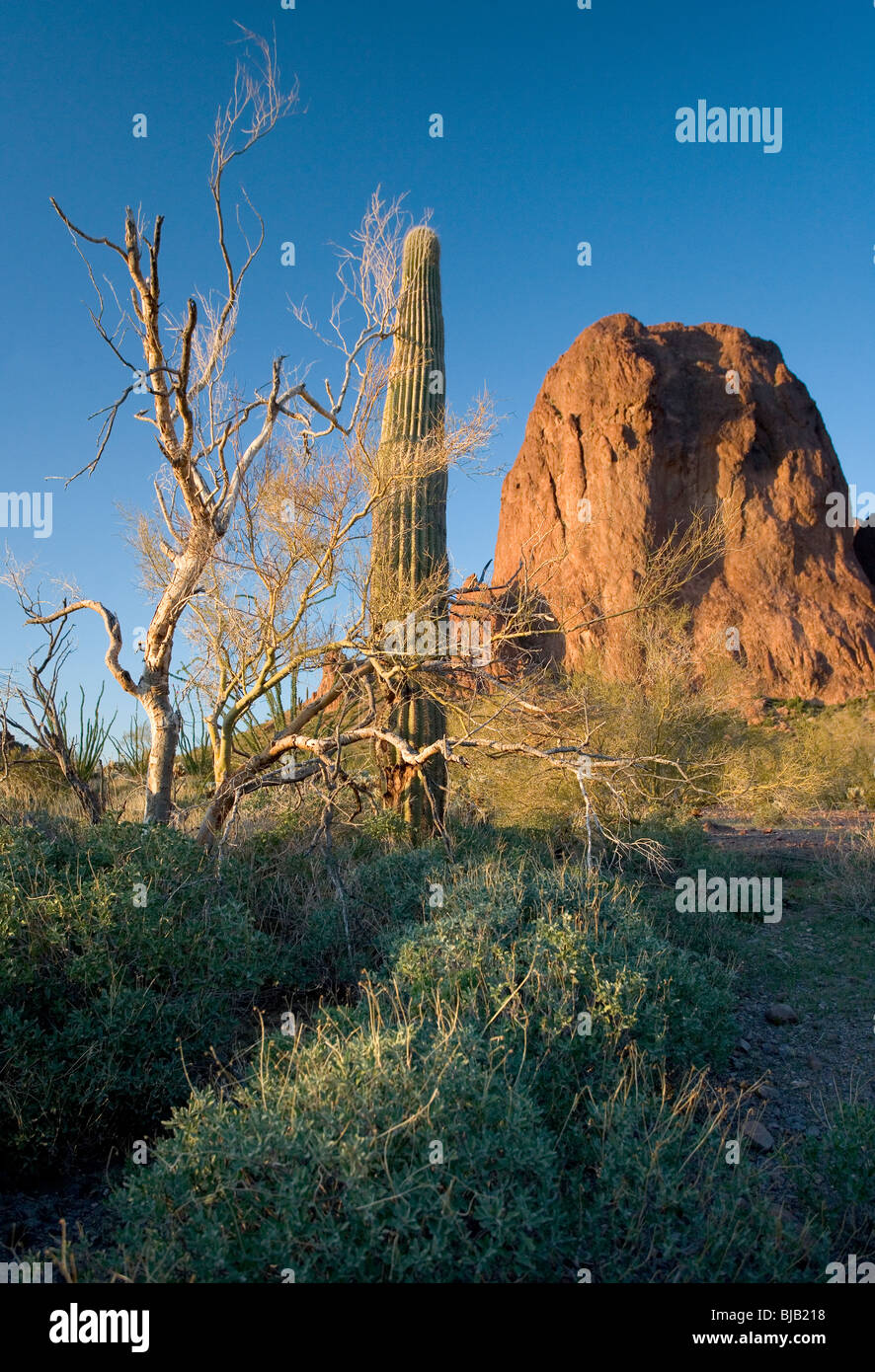 Einer der die Berggipfel in der Kofa Mountain National Wildlife Refuge bei Sonnenuntergang. Im Vordergrund sind spröde Busch Pflanzen und Stockfoto