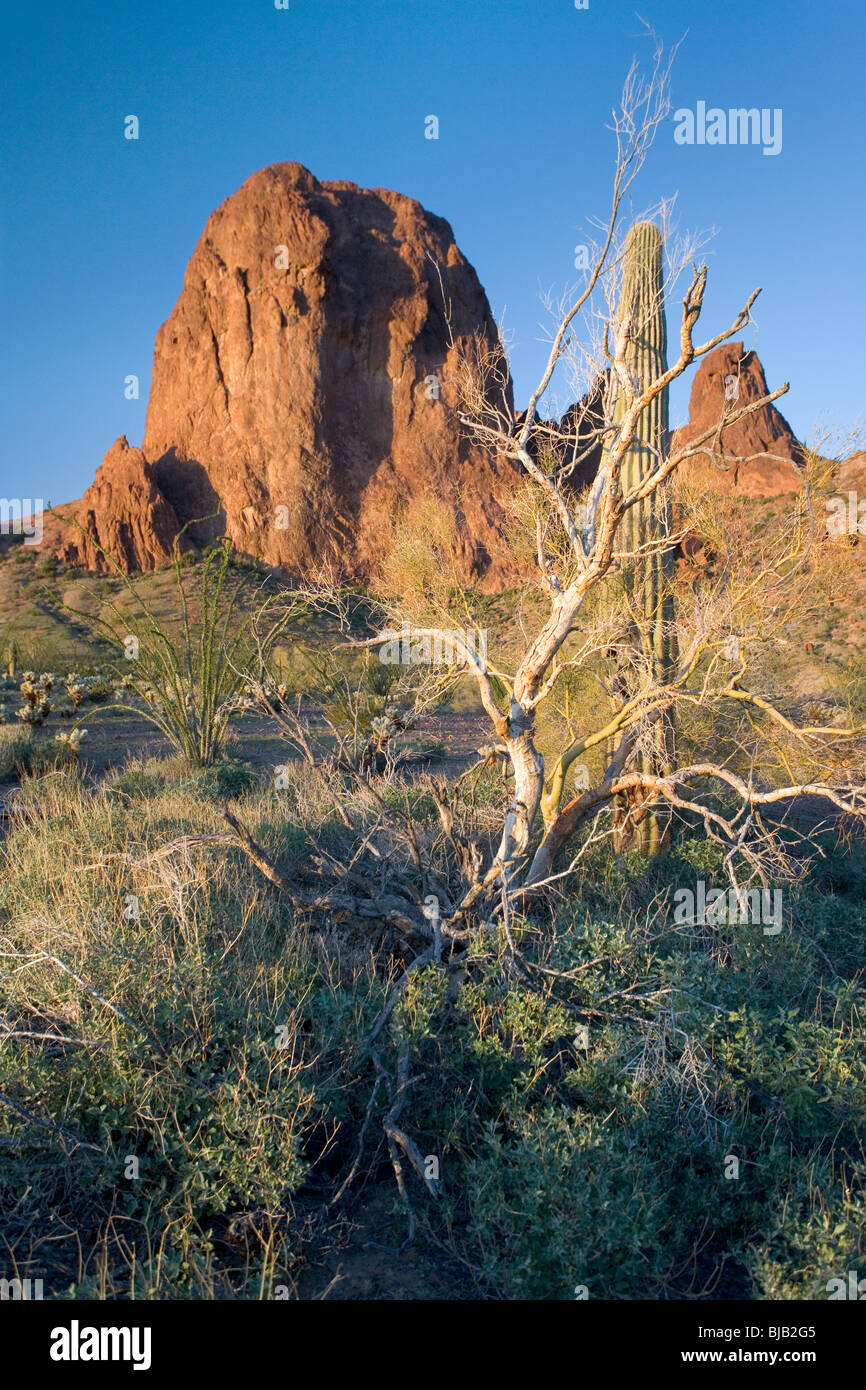 Einer der die Berggipfel in der Kofa Mountain National Wildlife Refuge bei Sonnenuntergang. Im Vordergrund sind spröde Busch Pflanzen und Stockfoto