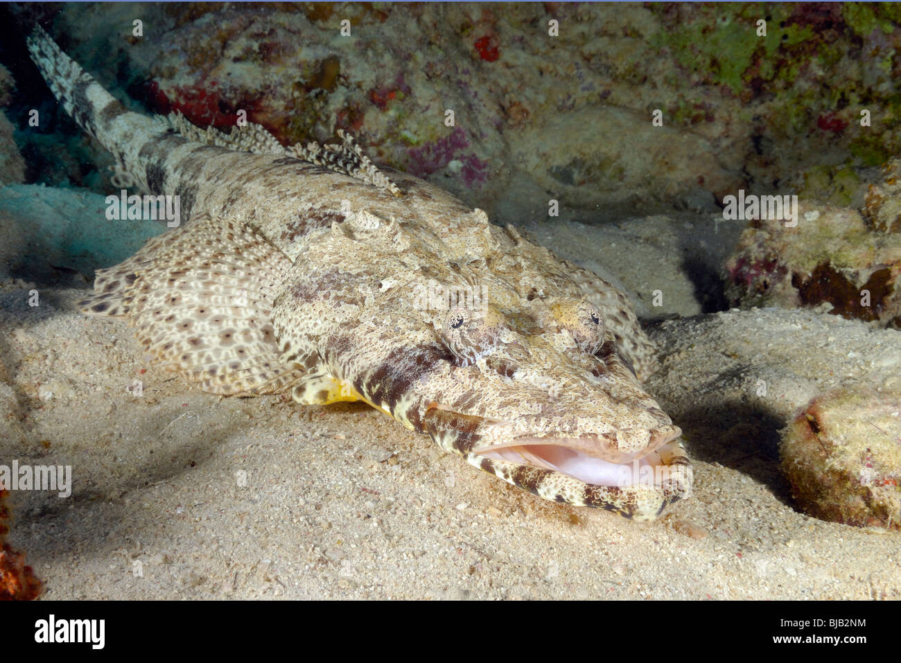 Riesige Flathead auf dem Sand aus Safaga, Ägypten, Rotes Meer. Stockfoto