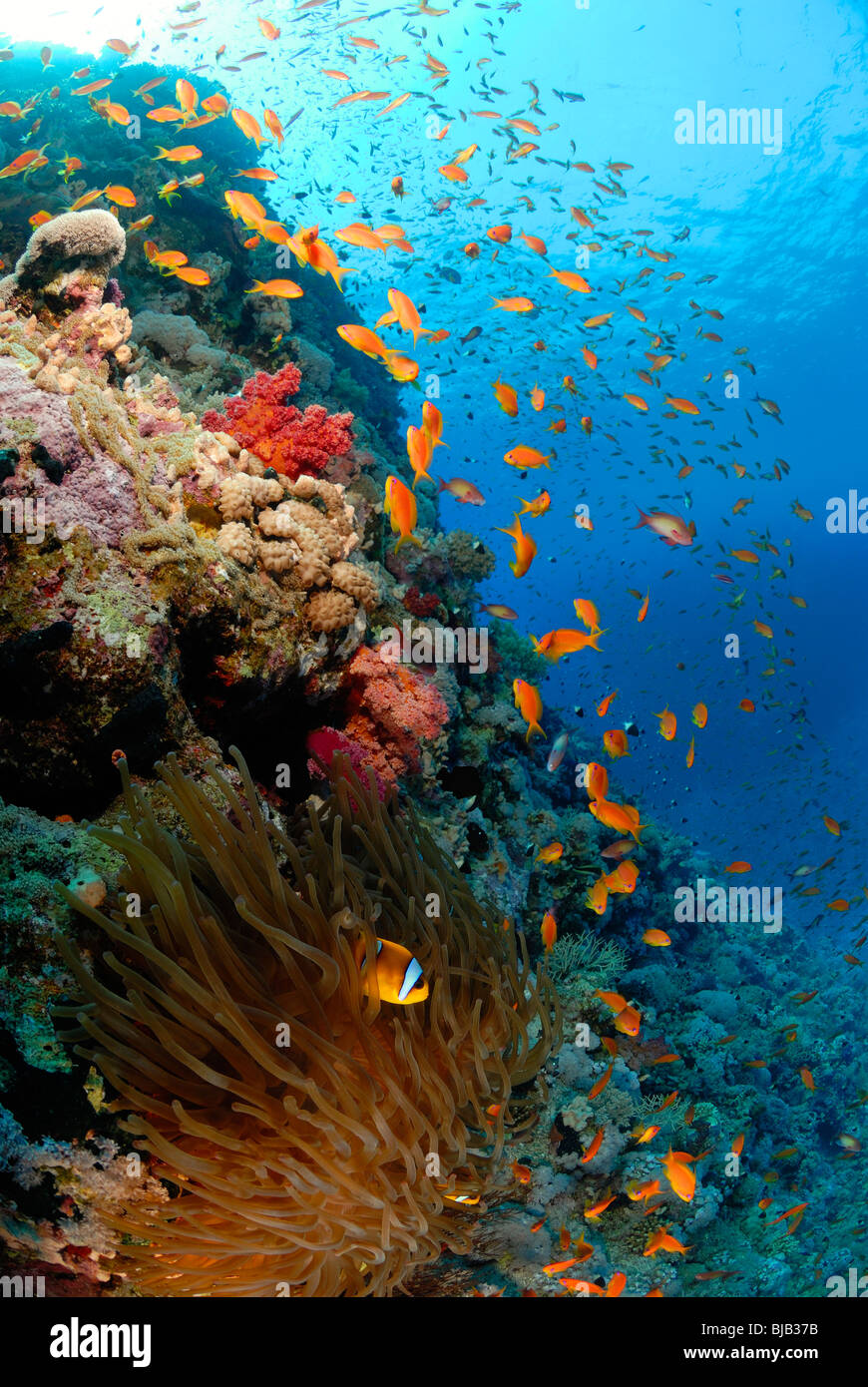 Schule der Threadfin Anthias aus Safaga, Ägypten, Rotes Meer. Stockfoto