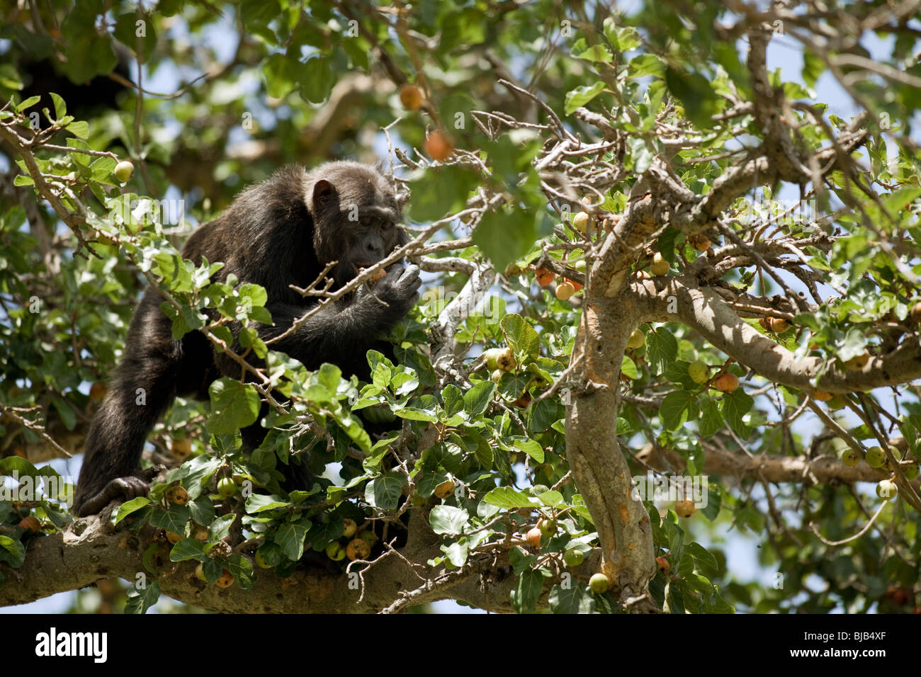 Lumumba, Essen Feigen Baum gewissermaßen auf der Savanne, die er und die Schimpansen auf dem Boden, in großer Gefahr der Plünderung überschritten Stockfoto