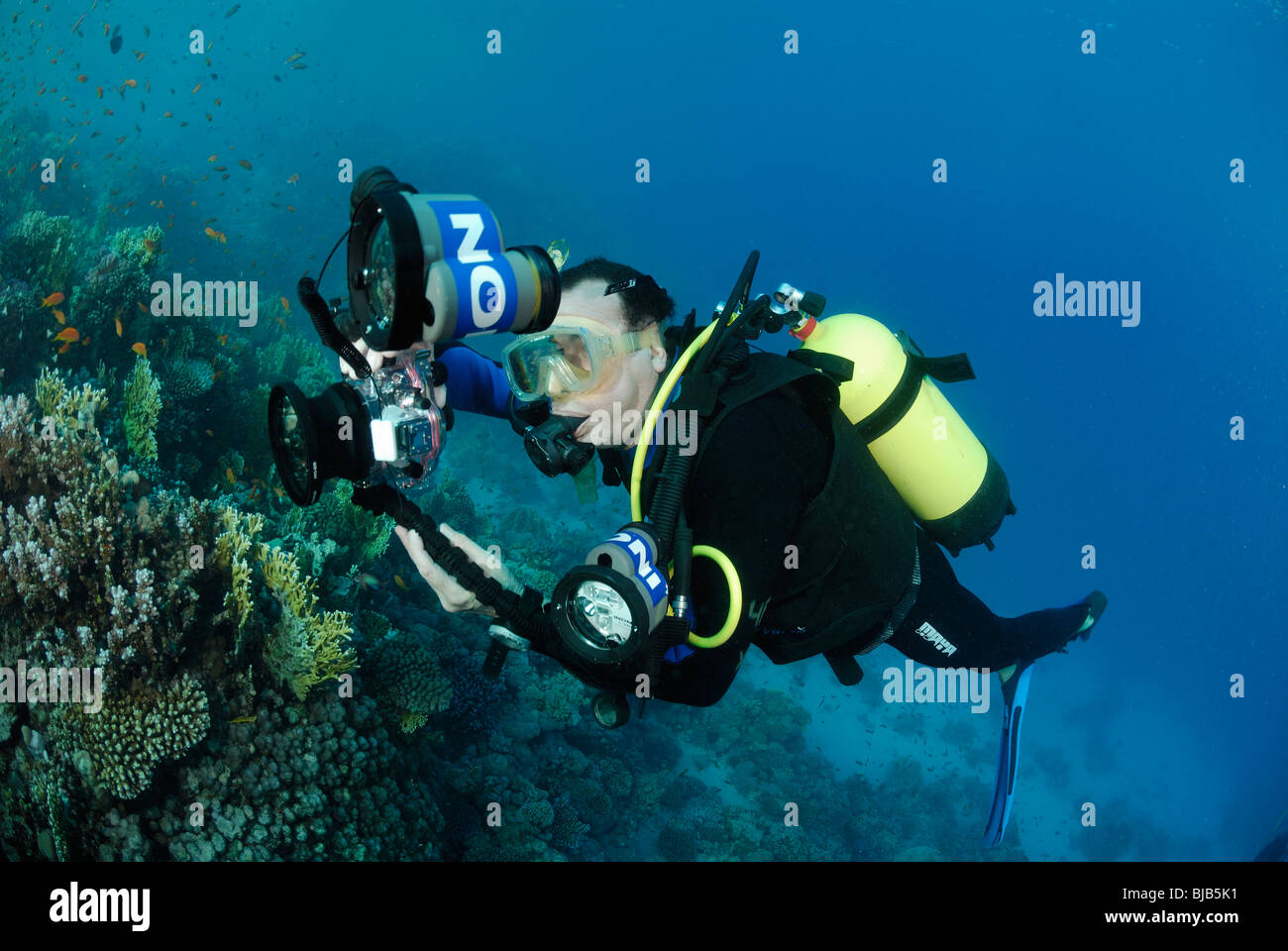 Mann, ein Bild von einem Riff vor Safaga, Ägypten, Rotes Meer. Stockfoto