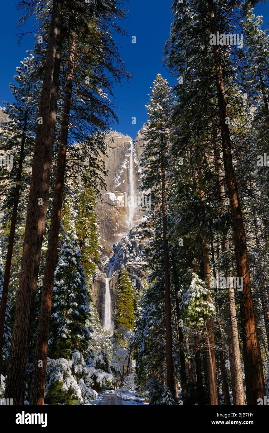Hohen Kiefern im Tal des Yosemite National Park mit dem Upper und Lower Yosemite Falls im Winter Kalifornien USA Stockfoto