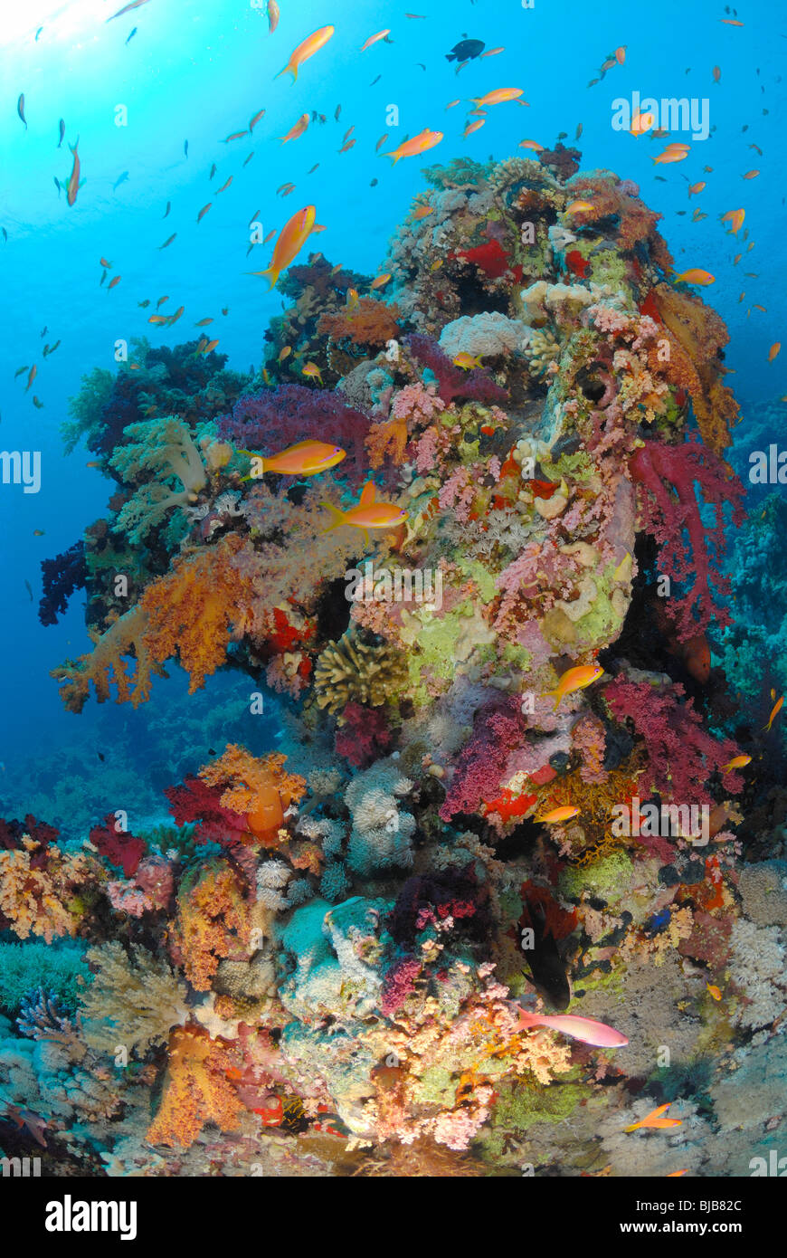 Leiter der Korallenriff im Roten Meer vor Hurghada, Ägypten. Stockfoto