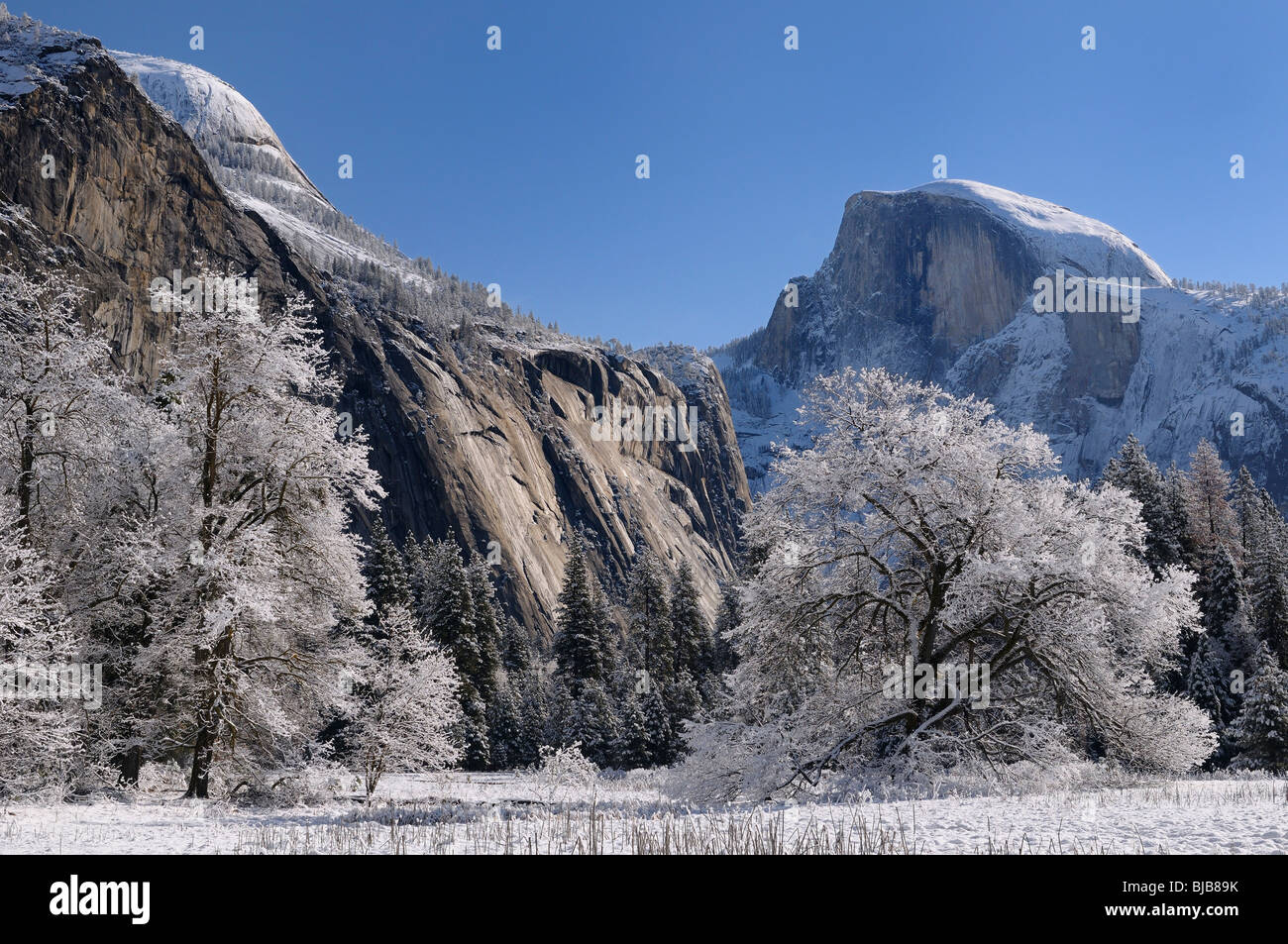 Klaren Wintertag nach einem Schneefall in Köche Wiese mit Schnee bedeckten Bäumen north Kuppel und Half Dome peaks Yosemite National Park, Kalifornien, USA Stockfoto