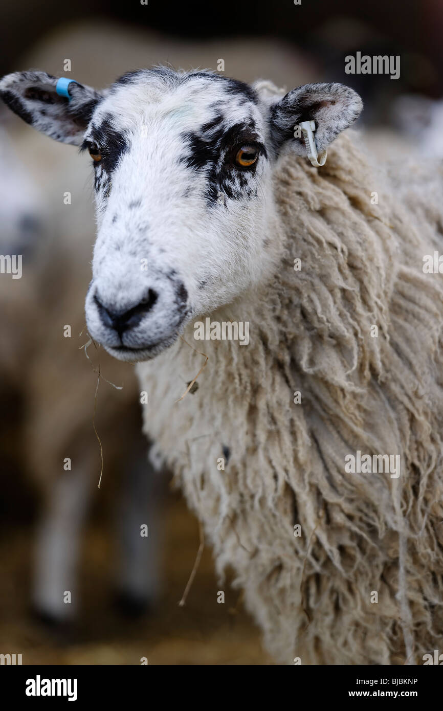 Bester britischer Vieh - Ewe Stockfoto