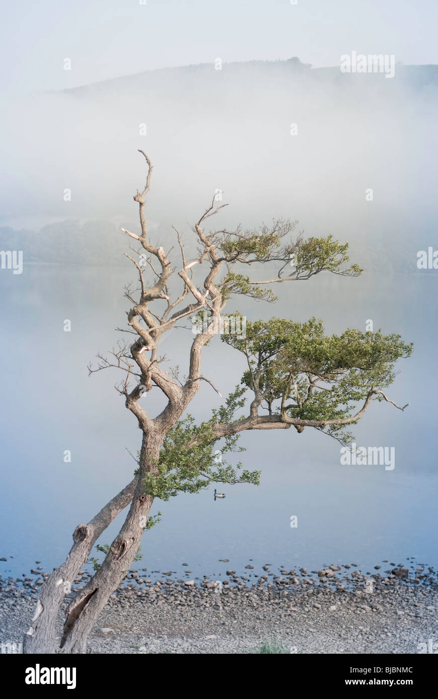 Wind fegte Baum von Seerand mit Berg im Nebel Stockfoto