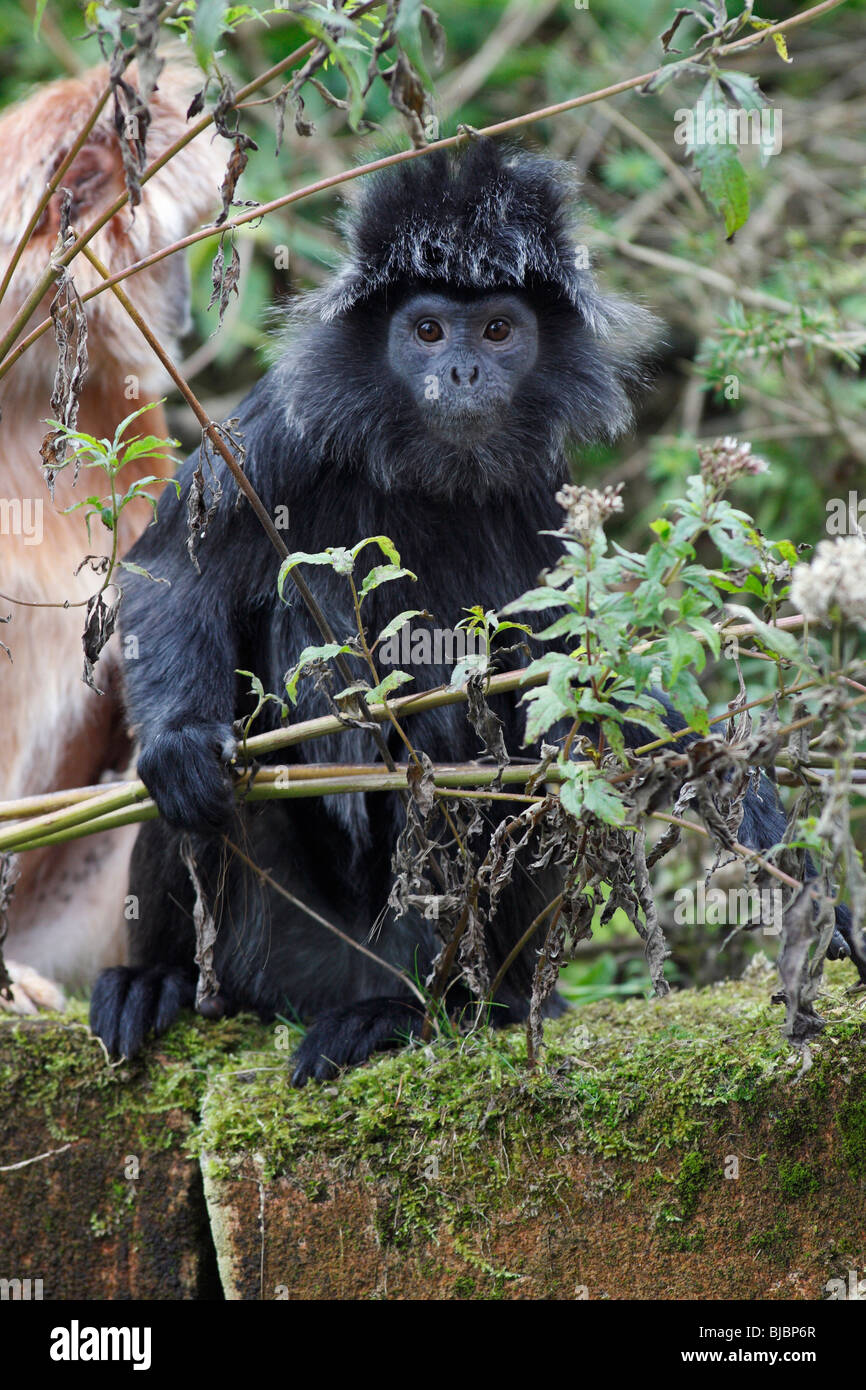 Ebenholz Leaf Monkey / Javan Languren (Prebytis Auratus), zeigt schwarz gefärbt phasenweise Erwachsener Stockfoto