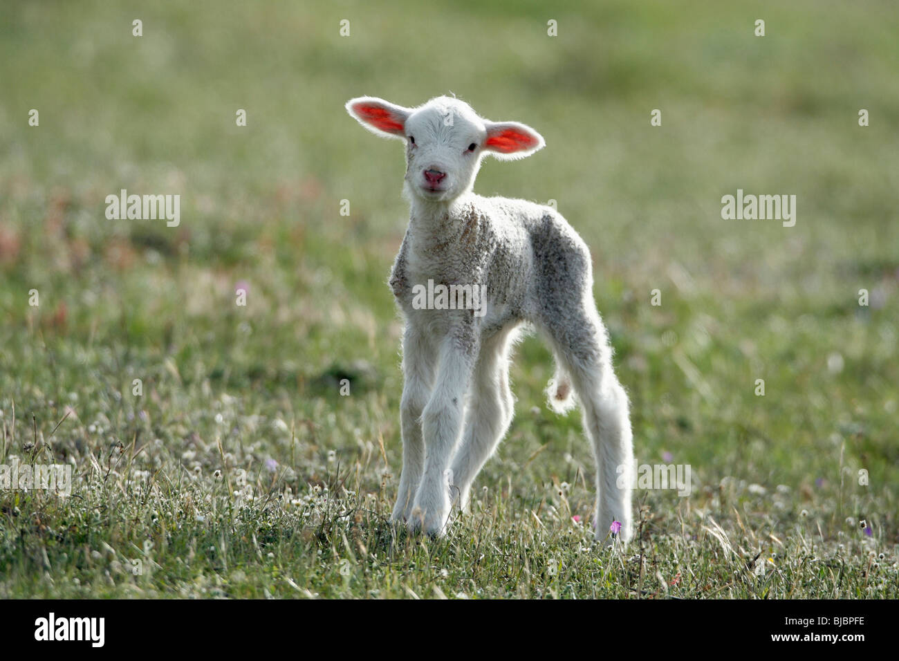 Merino Lamm - Alentejo, Portugal Stockfoto