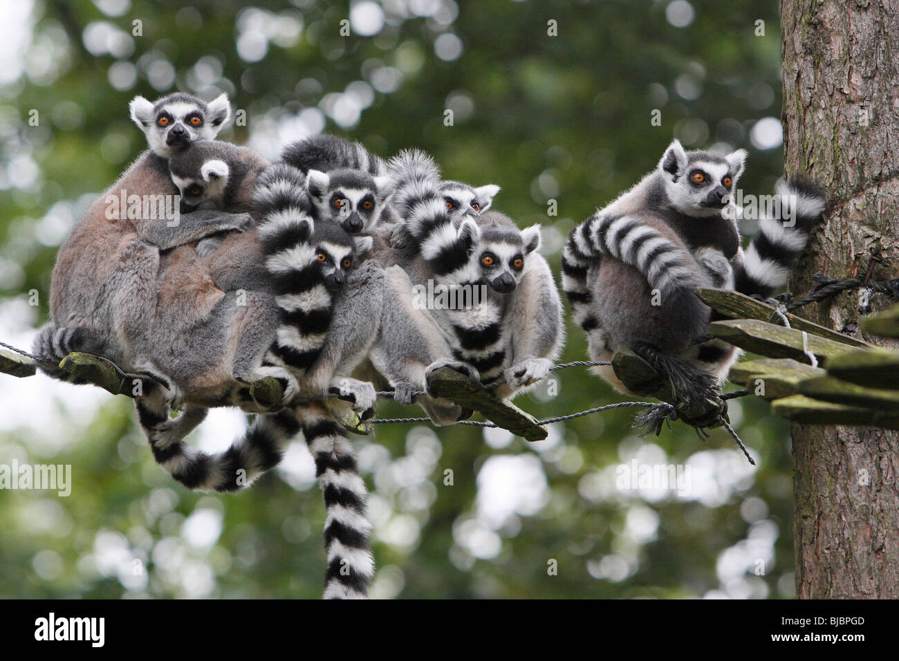 Katta (Lemur Catta), Familiengruppe, zusammengedrängt auf Baum-Leiter Stockfoto