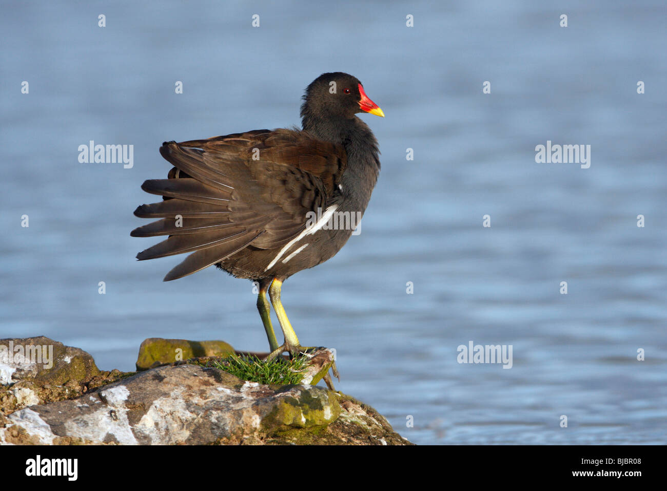 Teichhuhn (Gallinula Chloropus), putzen sich am Ufer des Sees, UK Stockfoto