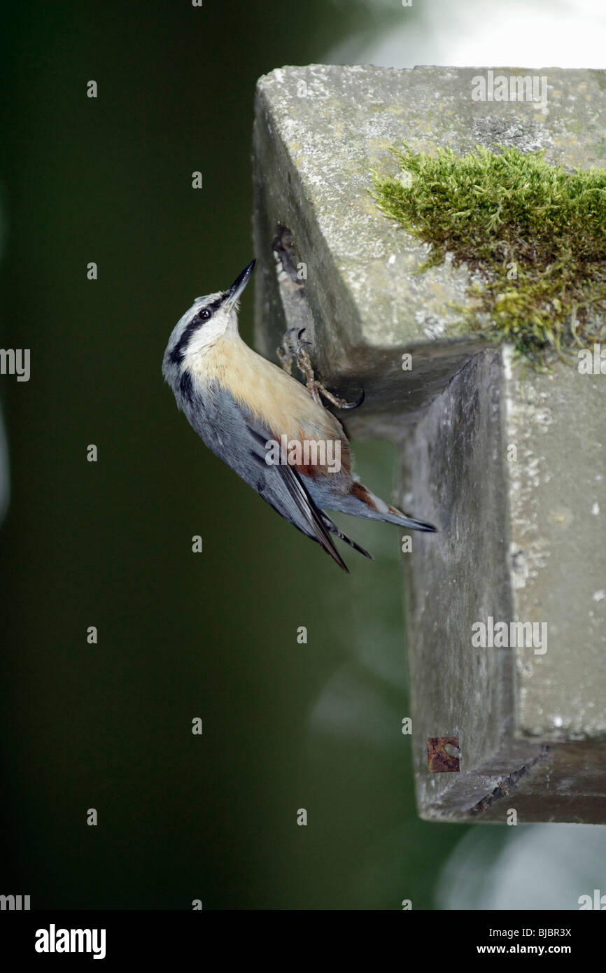 Kleiber (Sitta Europaea), am Eingang zum künstlichen Nistkasten, Deutschland Stockfoto
