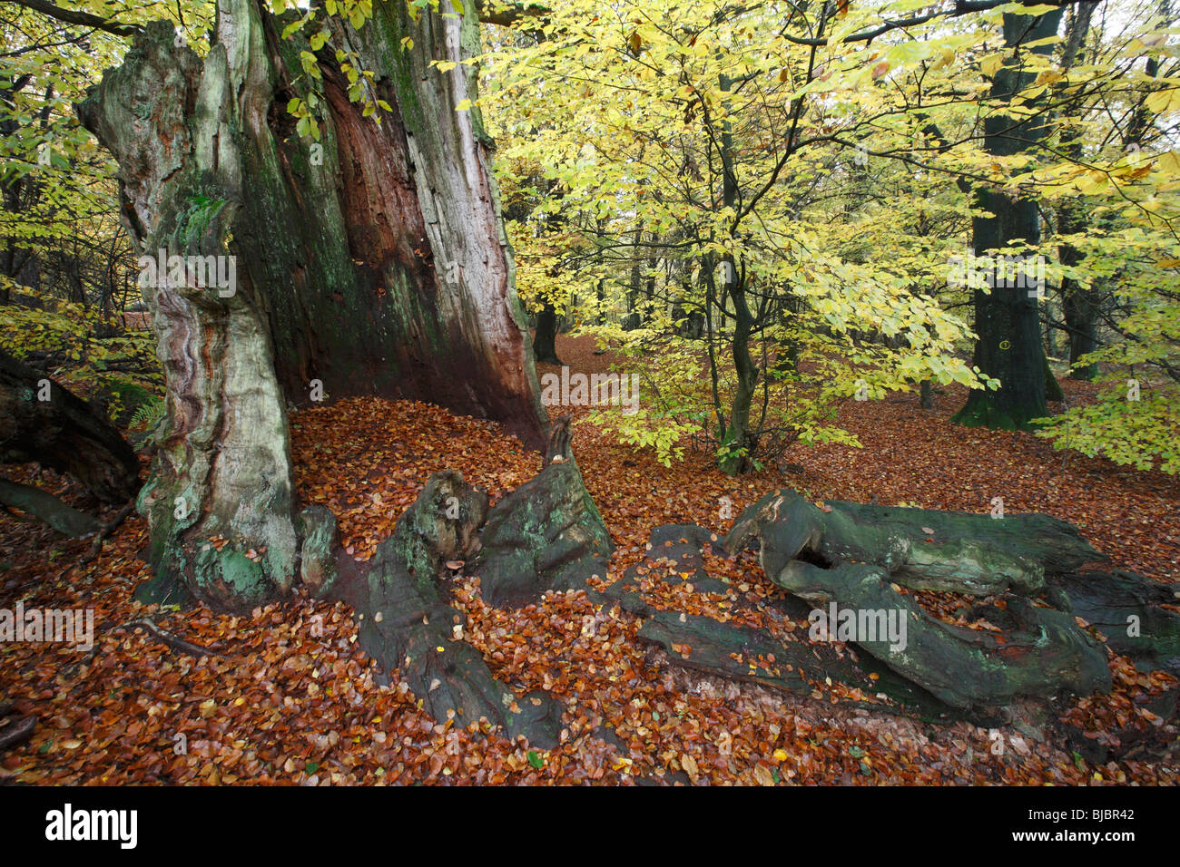 Alte Eiche Stamm, umgeben von Buchenwald im Herbst, Sababurg Nationalpark Nord-Hessen, Deutschland Stockfoto