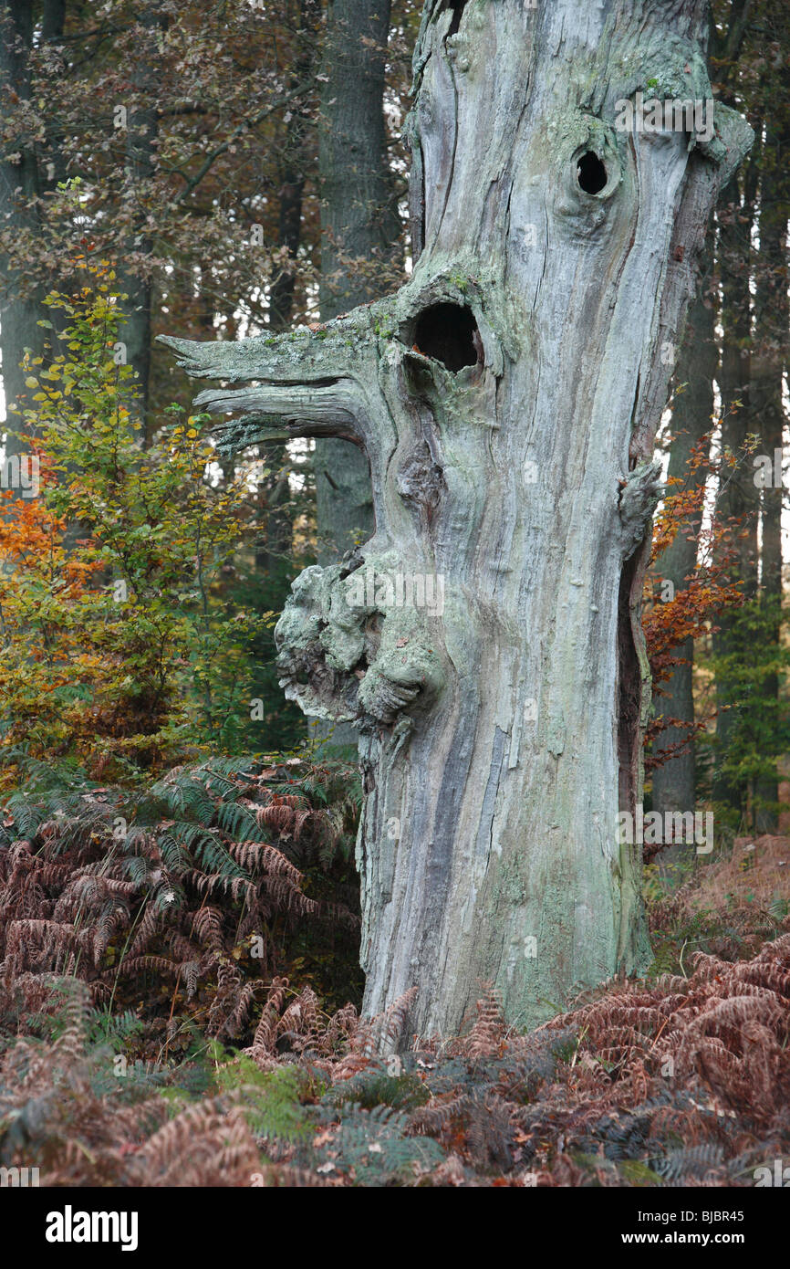 Eiche (Quercus Robur), alten Stamm, im Herbst, Sababurg alten Wald NP, N. Hessen, Deutschland Stockfoto
