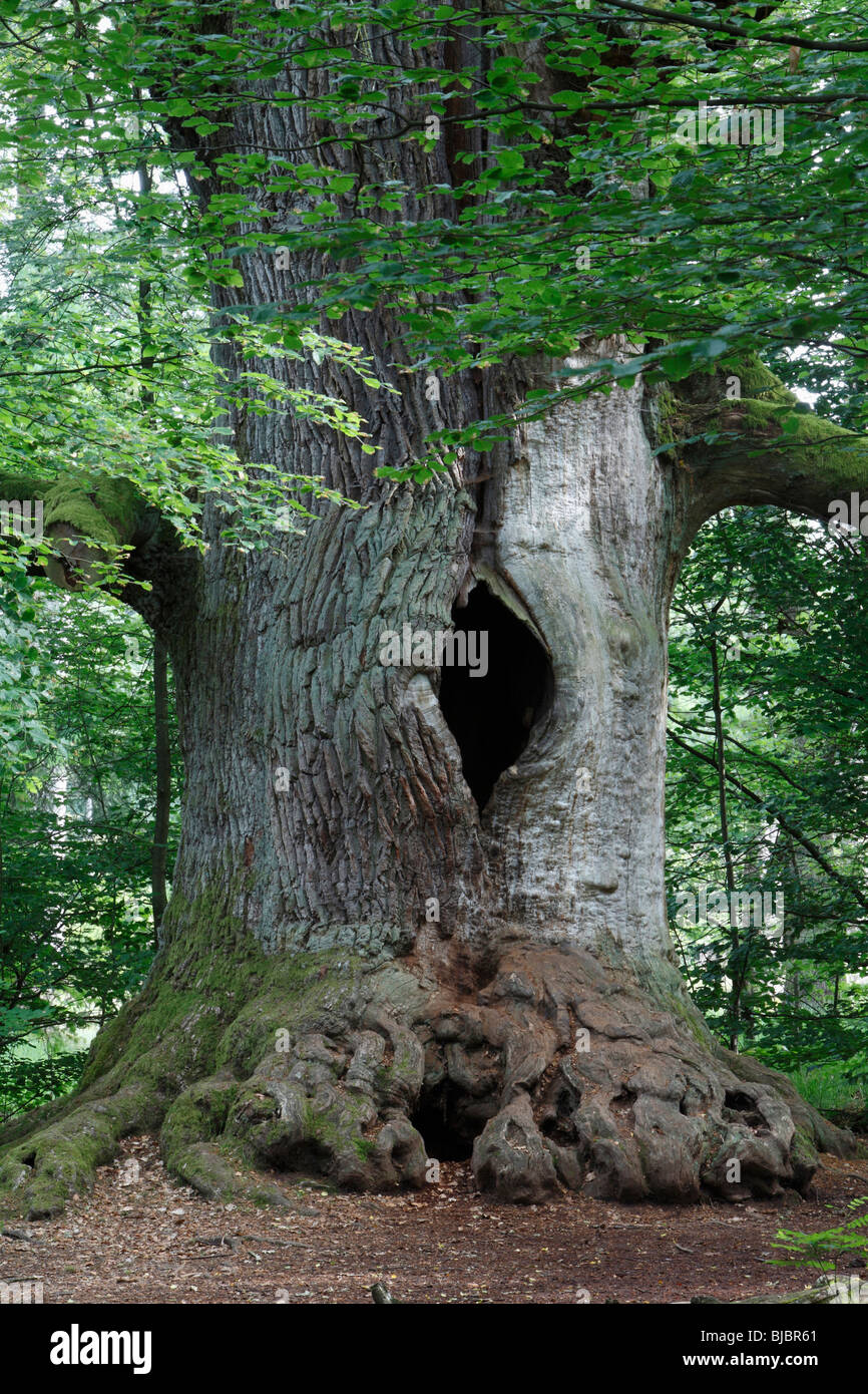 Eiche (Quercus Robur) - alte Stamm in Sababurg Waldreservat, Hessen, Deutschland Stockfoto