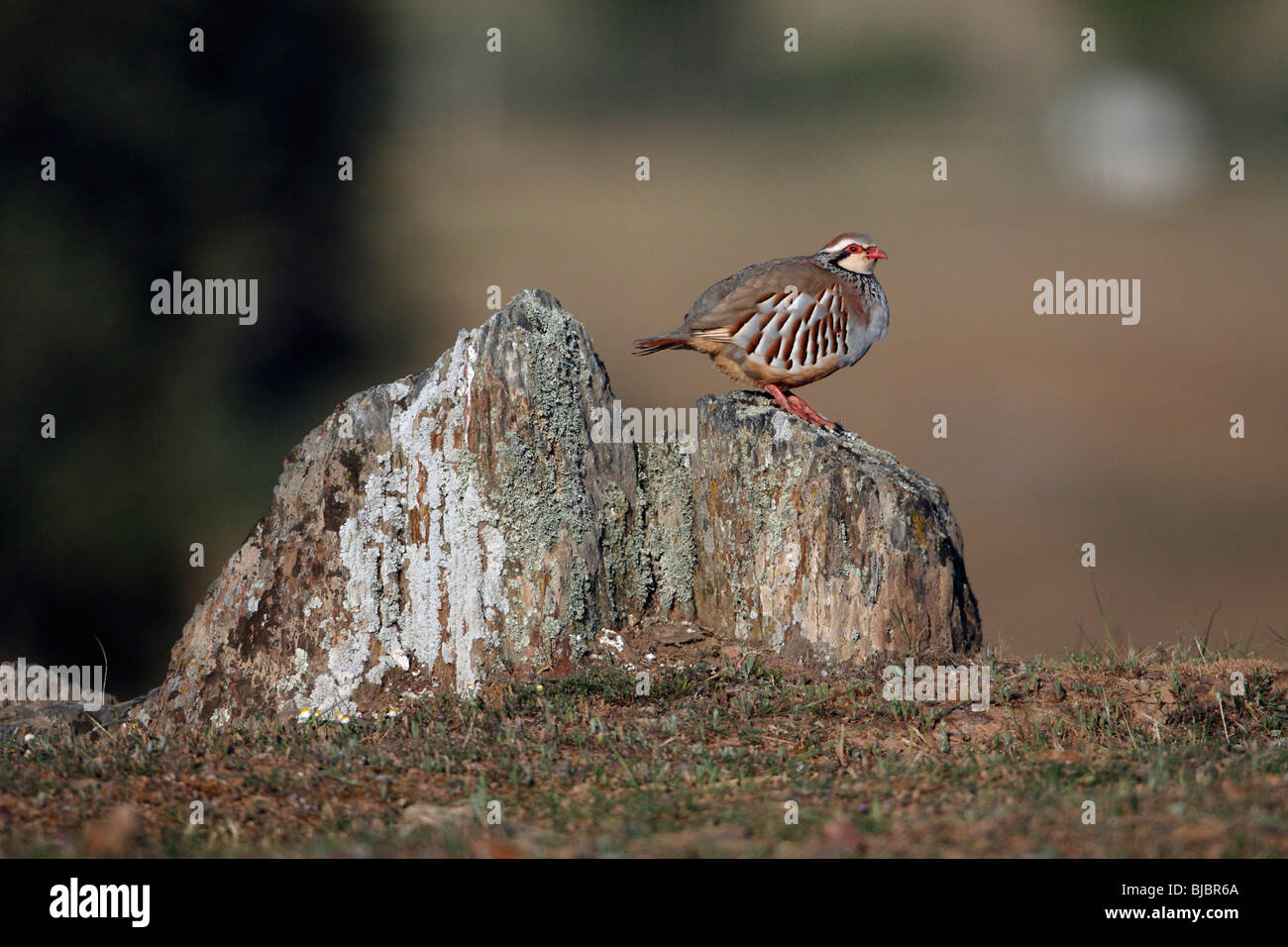 Rote legged Partridge (Alectoris Rufa), männliche thront auf Stein, Portugal Stockfoto