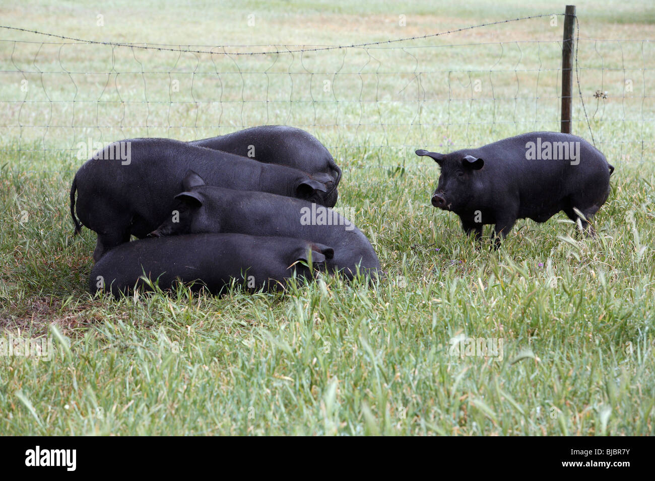 Iberische Hausschweine (Sus Scrofa Domestica), auf Wiese, Alentejo, Portugal Stockfoto