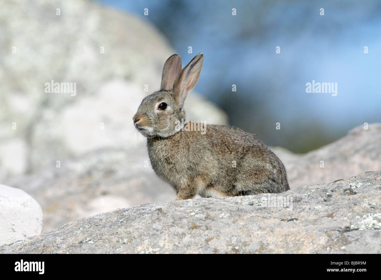 Wildkaninchen (Oryctolagus Cuniculus), sitzen auf Felsbrocken, Alentejo, Portugal Stockfoto