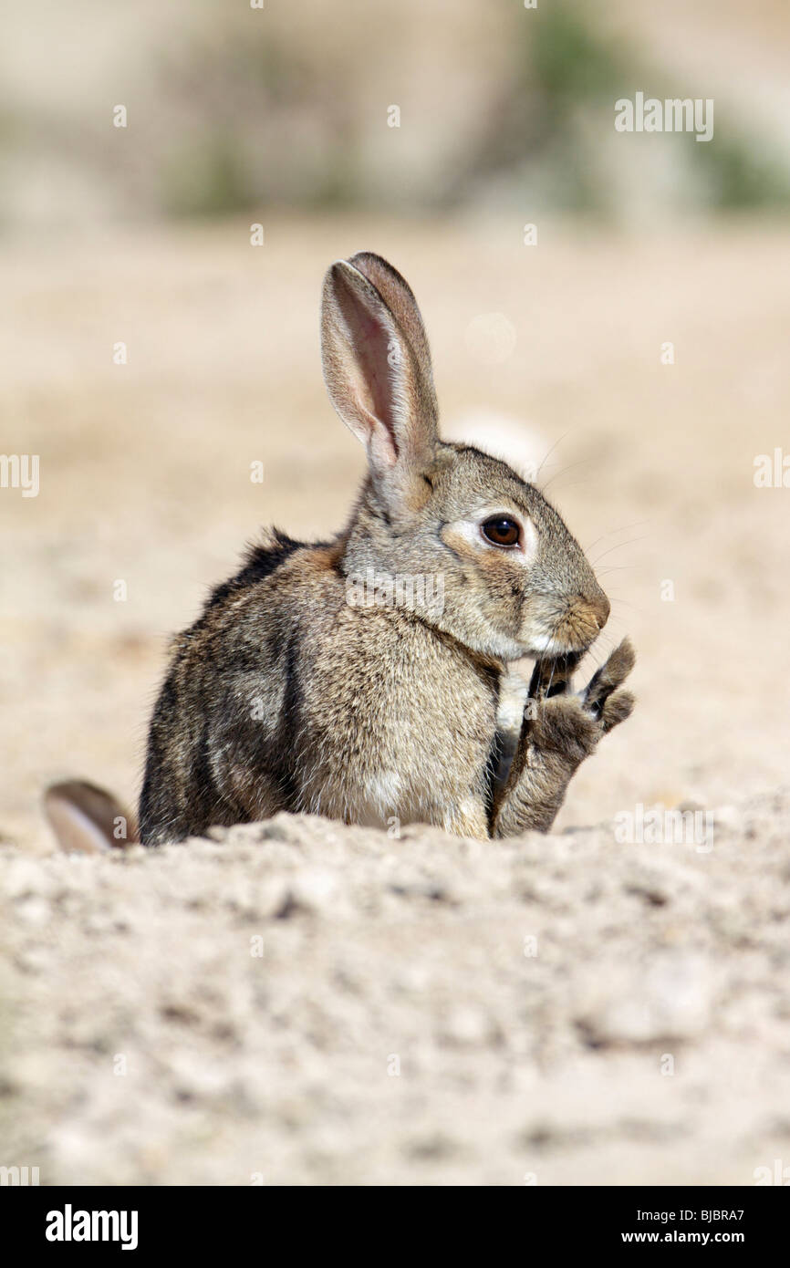 Wildkaninchen (Oryctolagus Cuniculus), sitzen, leckte seine Pfote, Alentejo, Portugal Stockfoto