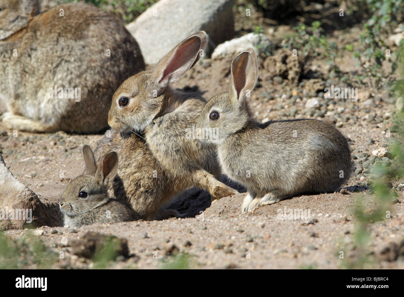 Wildkaninchen (Oryctolagus Cuniculus), Weibchen mit zwei, Jungtiere am Fuchsbau Eingang, Alentejo, Portugal Stockfoto