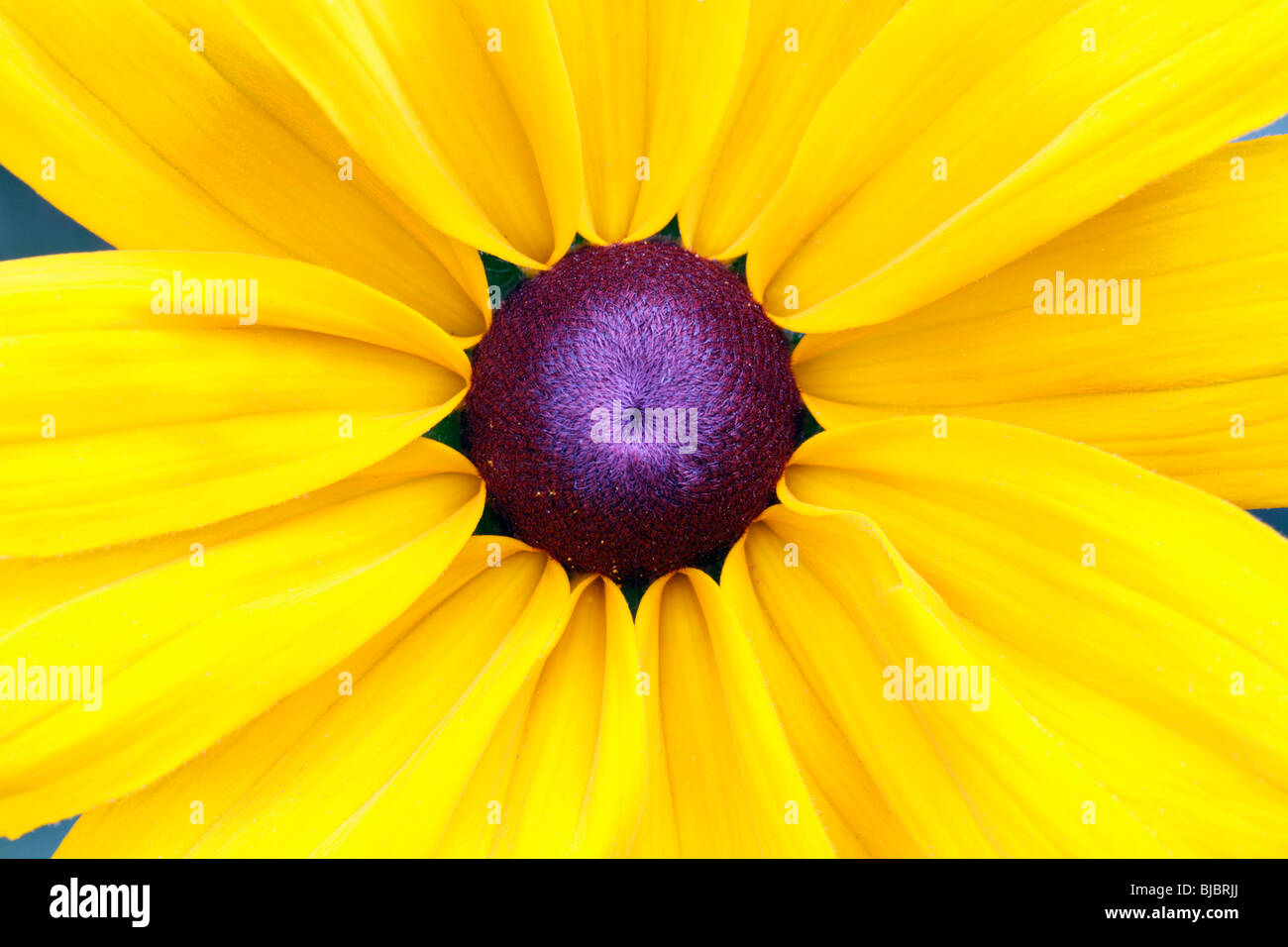 Sonnenhut (Rudbeckia Hirta) - eingehende Untersuchung des Blütenstandes Stockfoto