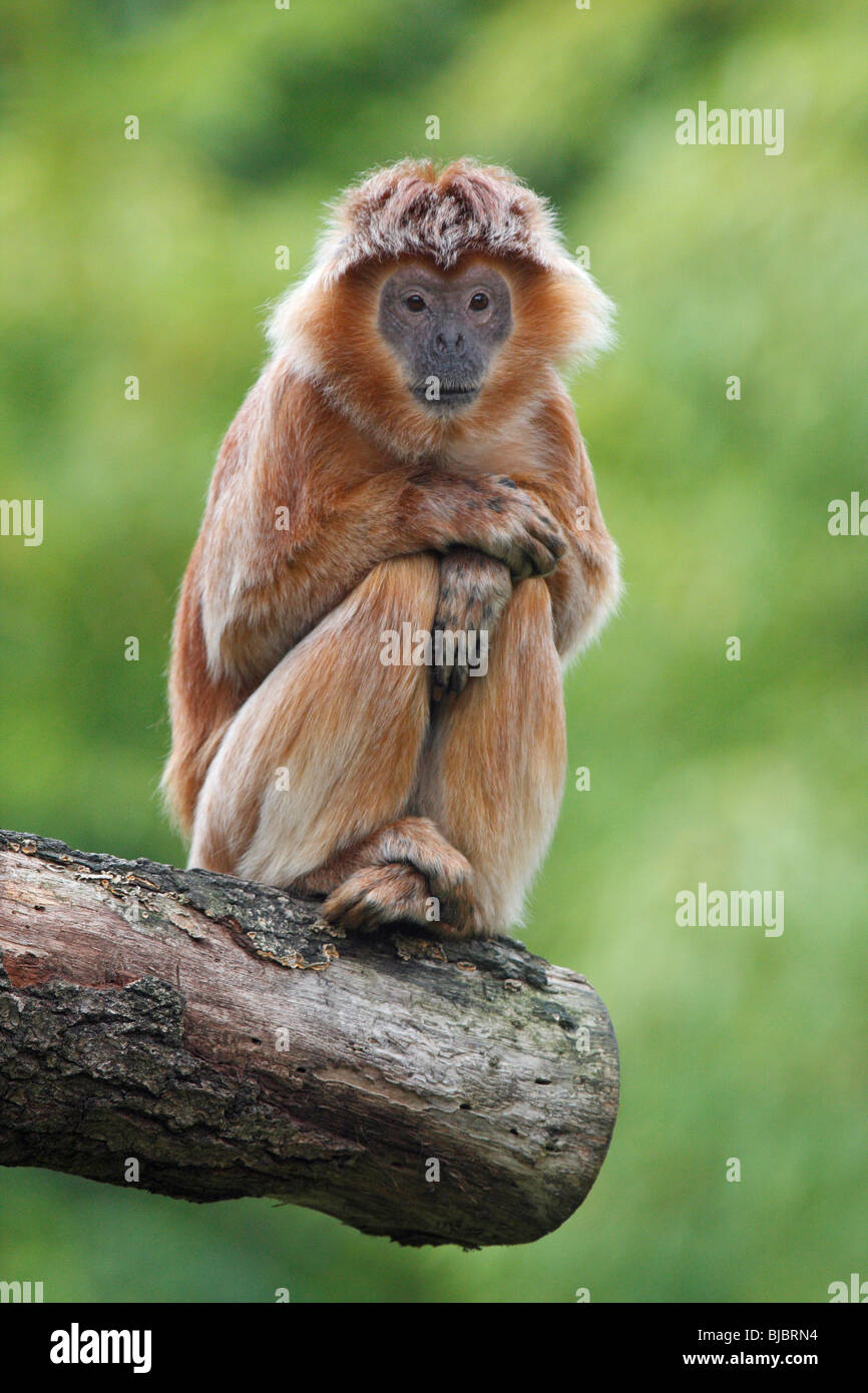 Ebenholz Leaf Monkey / Javan Languren (Prebytis Auratus), Tier sitzen, ausruhen Stockfoto