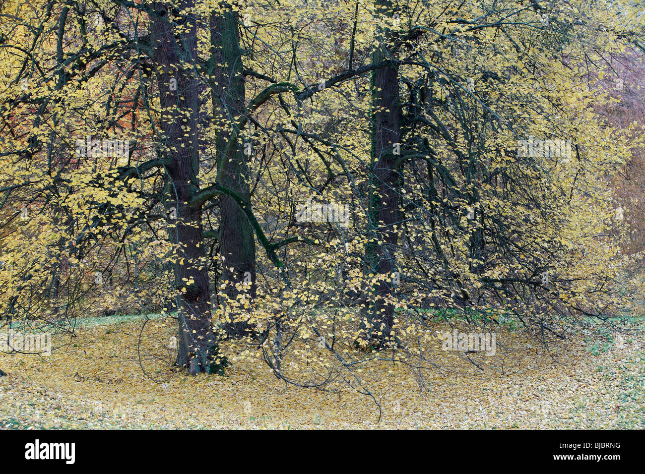 Linde (Tilia Europaea), eine Gruppe von Park Linden in Herbstfärbung, Deutschland Stockfoto