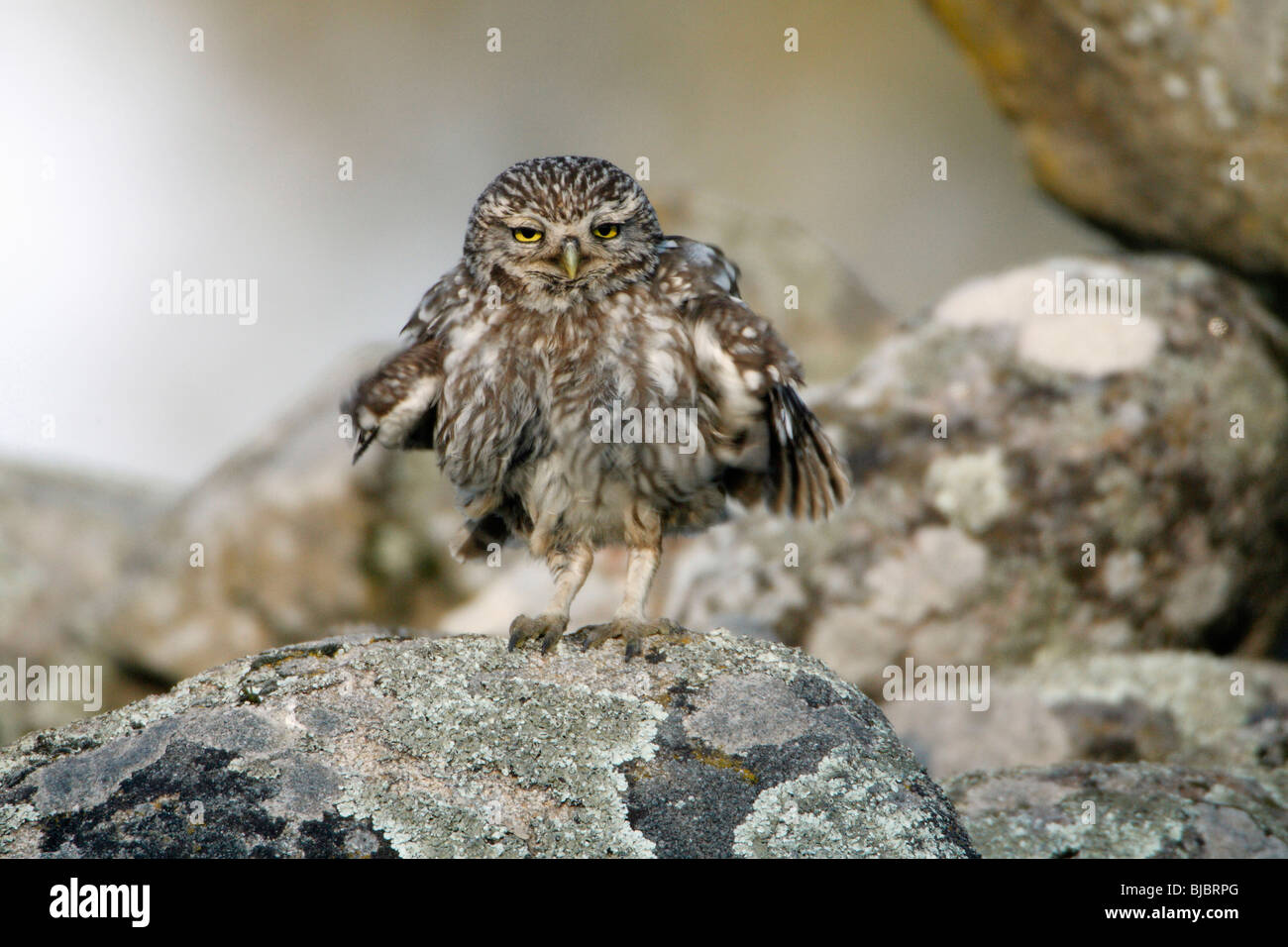 Steinkauz (Athene Noctua), schütteln seine Federn nach putzen, Alentejo, Portugal Stockfoto