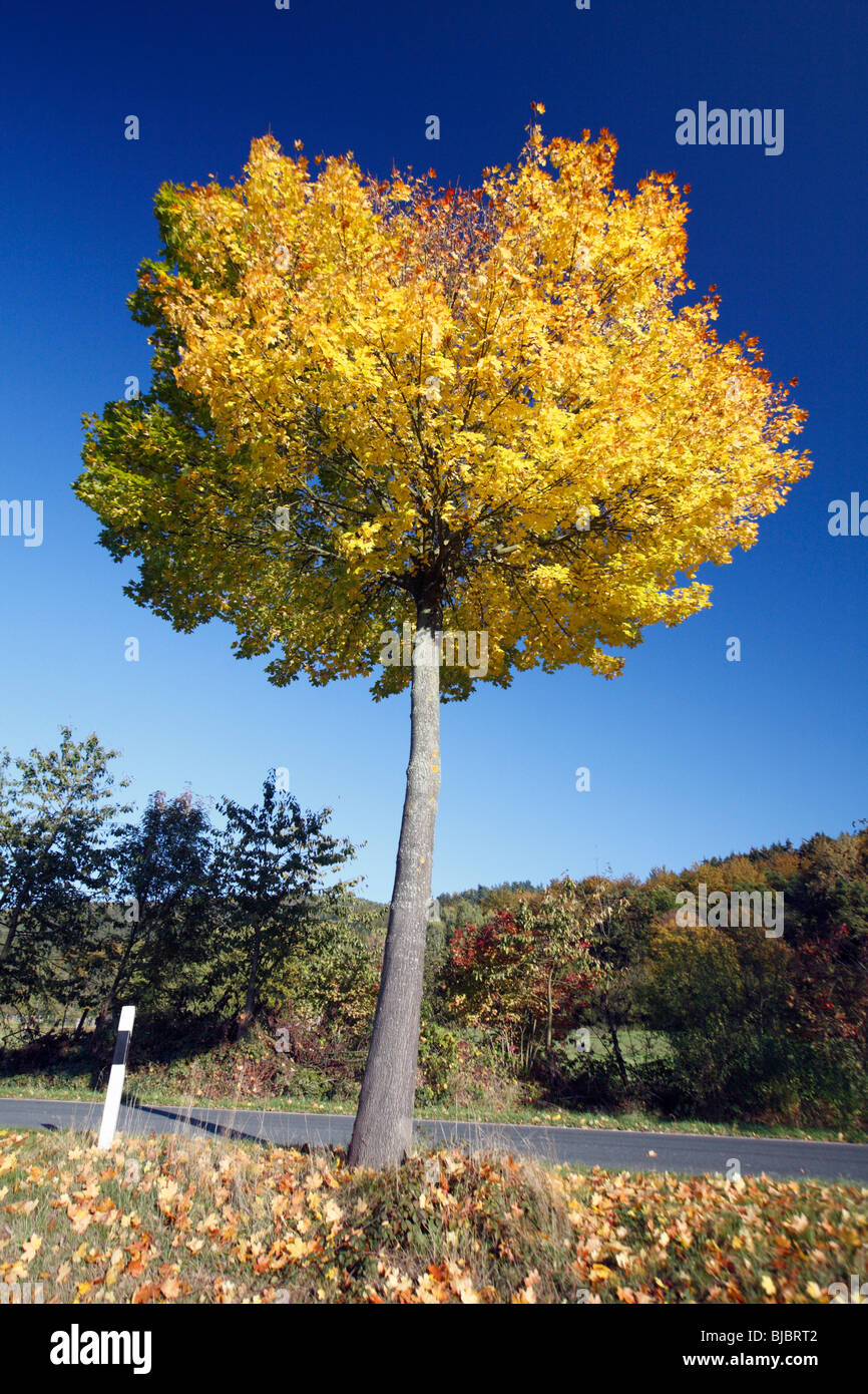 Spitz-Ahorn (Acer Platanoides), zeigt Herbstfärbung, Deutschland Stockfoto