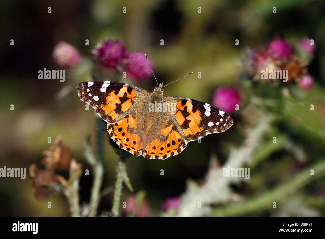 Distelfalter Schmetterling (Vanessa Cardui), Fütterung auf Distel Blumen, Deutschland Stockfoto