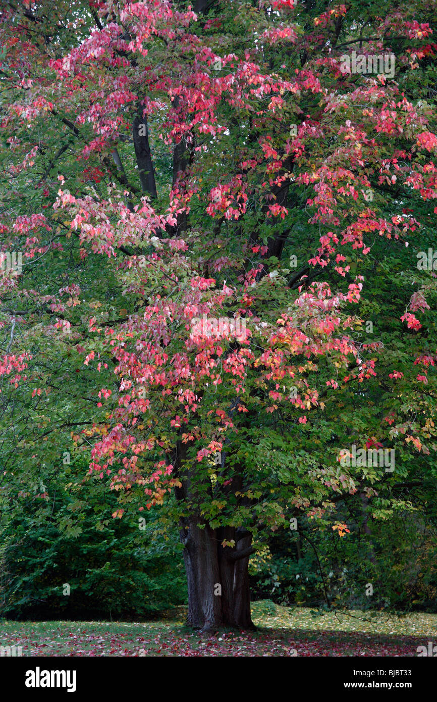 Rot-Ahorn (Acer Rubrum), zeigt Herbstfärbung, Deutschland Stockfoto