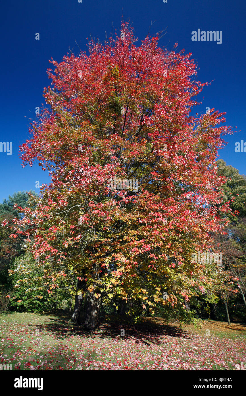 Rot-Ahorn (Acer Rubrum), zeigt Herbstfärbung, Deutschland Stockfoto