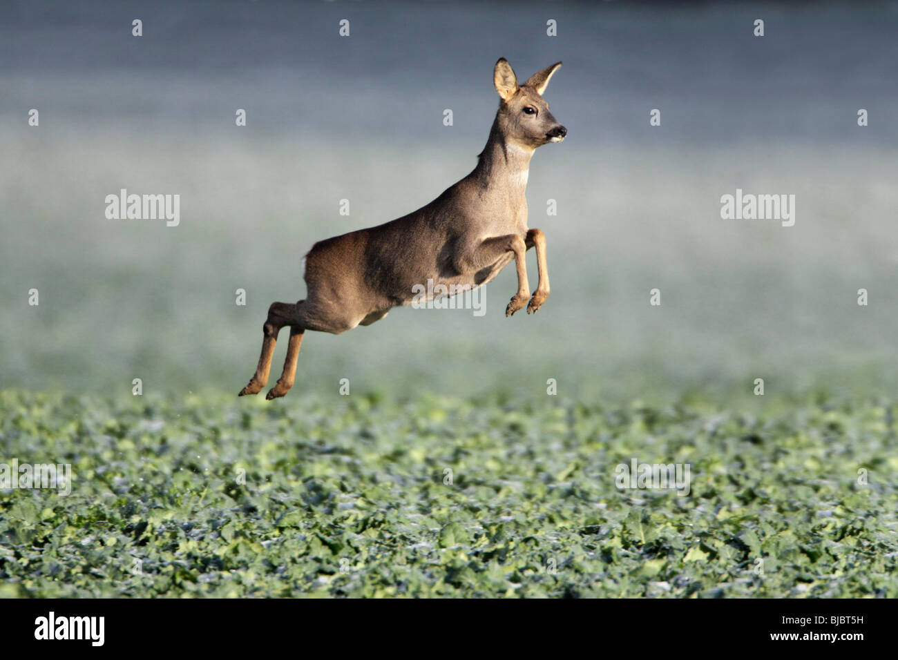 Reh (Capreolus Capreolus), laufen und springen, Deutschland Stockfoto