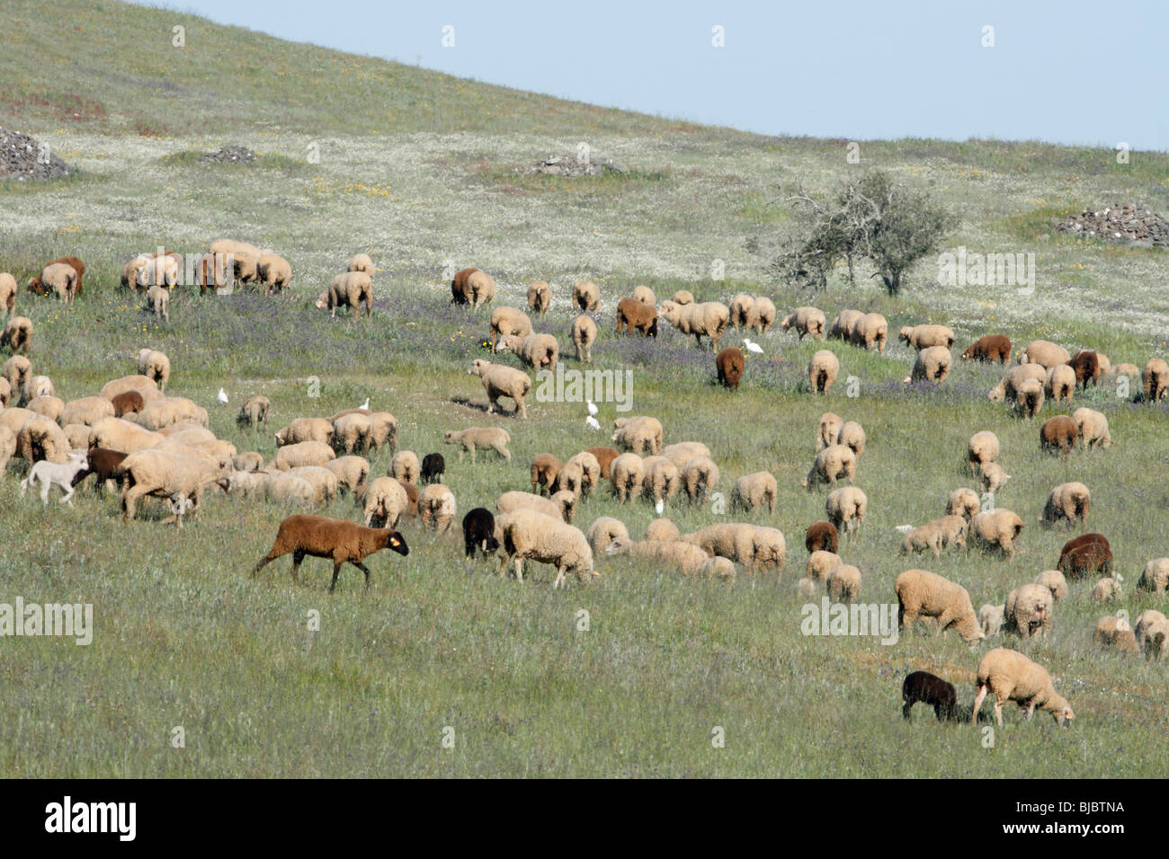 Merino-Schafe (Ovis Widder), Herde Weiden im Nationalpark Herdade de Sao Marcos Großtrappe reservieren, Alentejo, Portugal Stockfoto