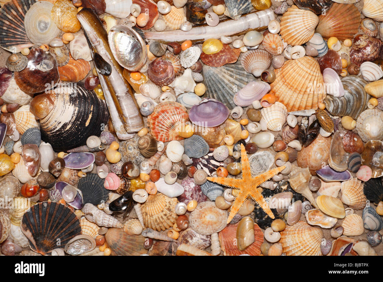 Atlantic gemischte Schalen und Sterne Fisch am Strand, im Coto Donana Nationalpark, Andalusien, Südspanien Stockfoto