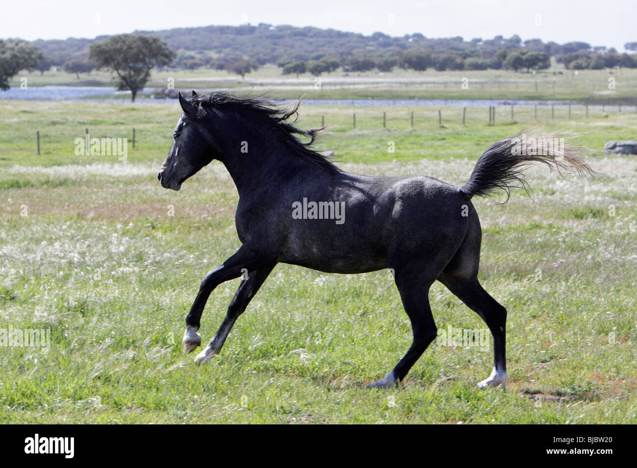 Arabische Pferde - Hengst tänzelnden über Weide, Alentejo, Portugal Stockfoto