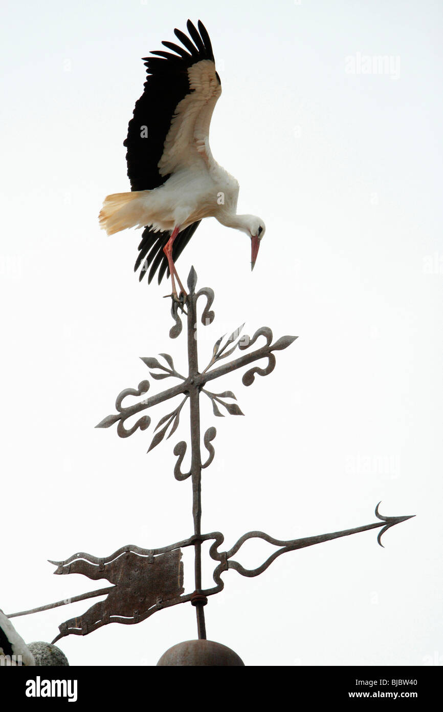 Weißstorch (Ciconia Ciconia), Landung auf Kirchturm, Alcantara, Extremadura, Spanien Stockfoto