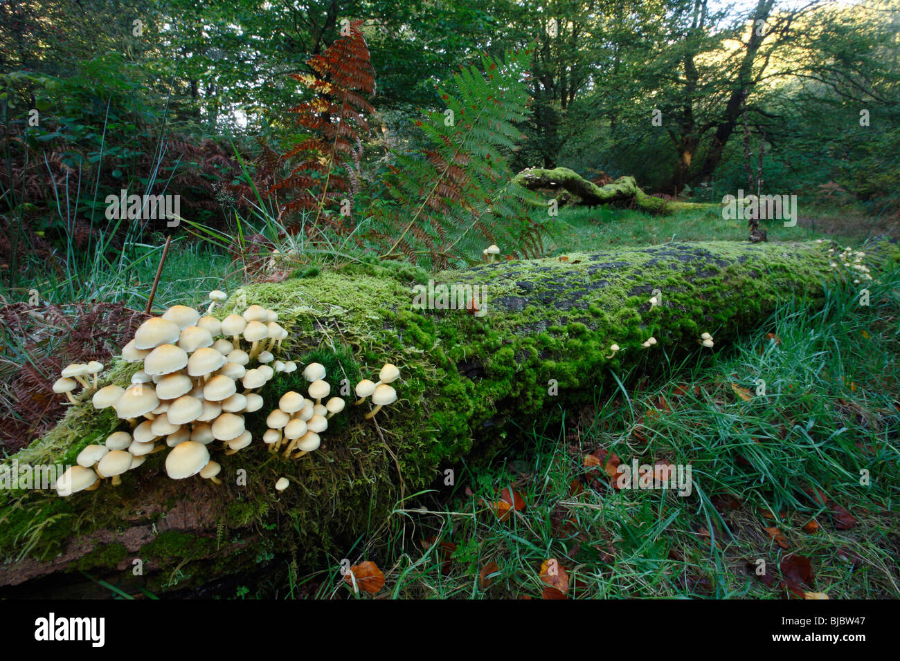 Sulphur Tuft Pilze (Grünblättriger Fasciculare), wachsen auf verfallenden Baum Stämme im Wald, Deutschland Stockfoto