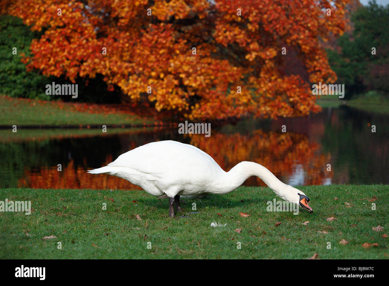 Höckerschwan (Cygnus Olor), Fütterung am Rand des Sees im Herbst, Deutschland Stockfoto