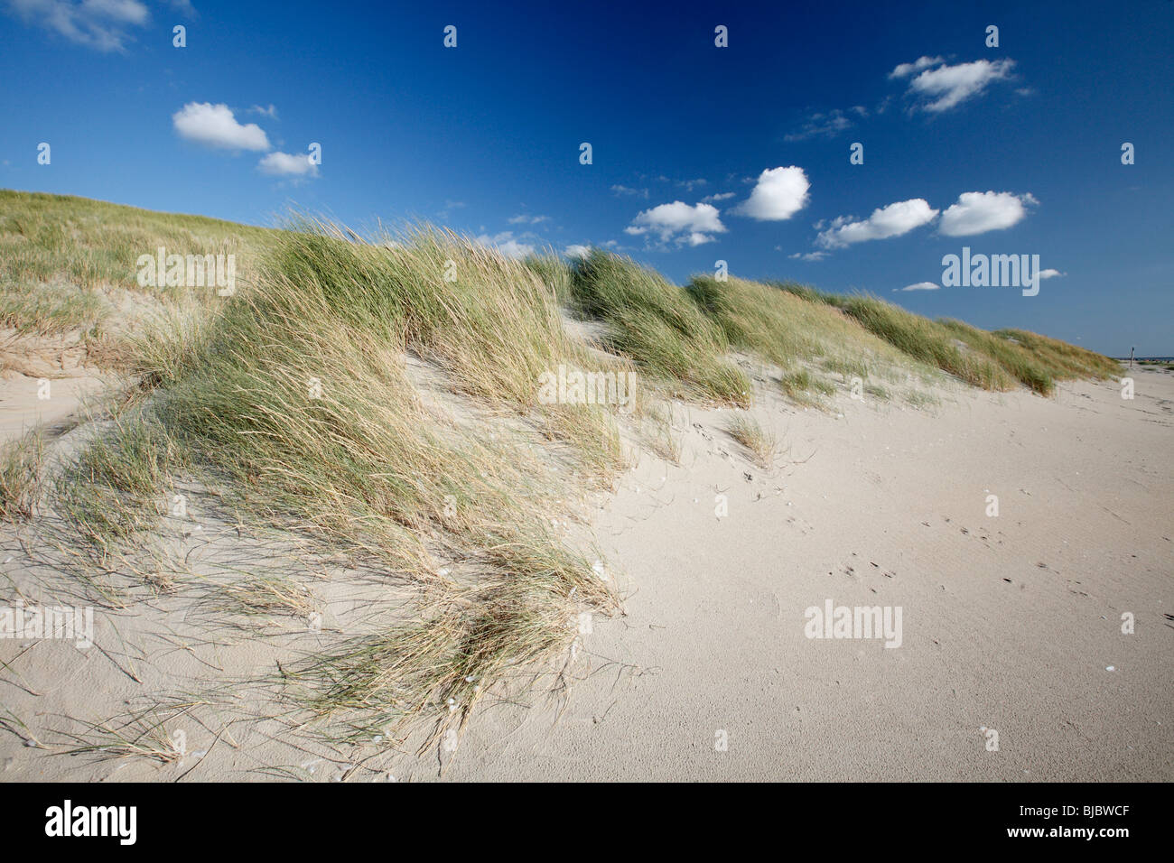 Sanddünen, Insel Texel, Holland Stockfoto