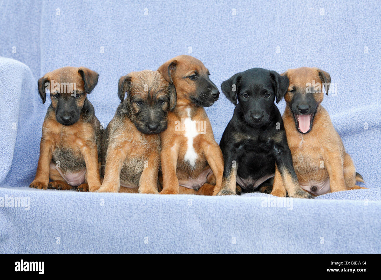 Westfalia / Westfalen Terrier, fünf Welpen sitzen in einer Reihe, Deutschland Stockfoto