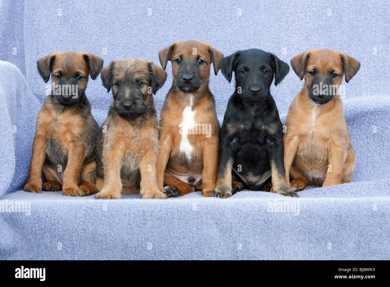 Wetfalen Terrier Welpen - 5 Brüder und Schwestern sitzen in einer Reihe Stockfoto
