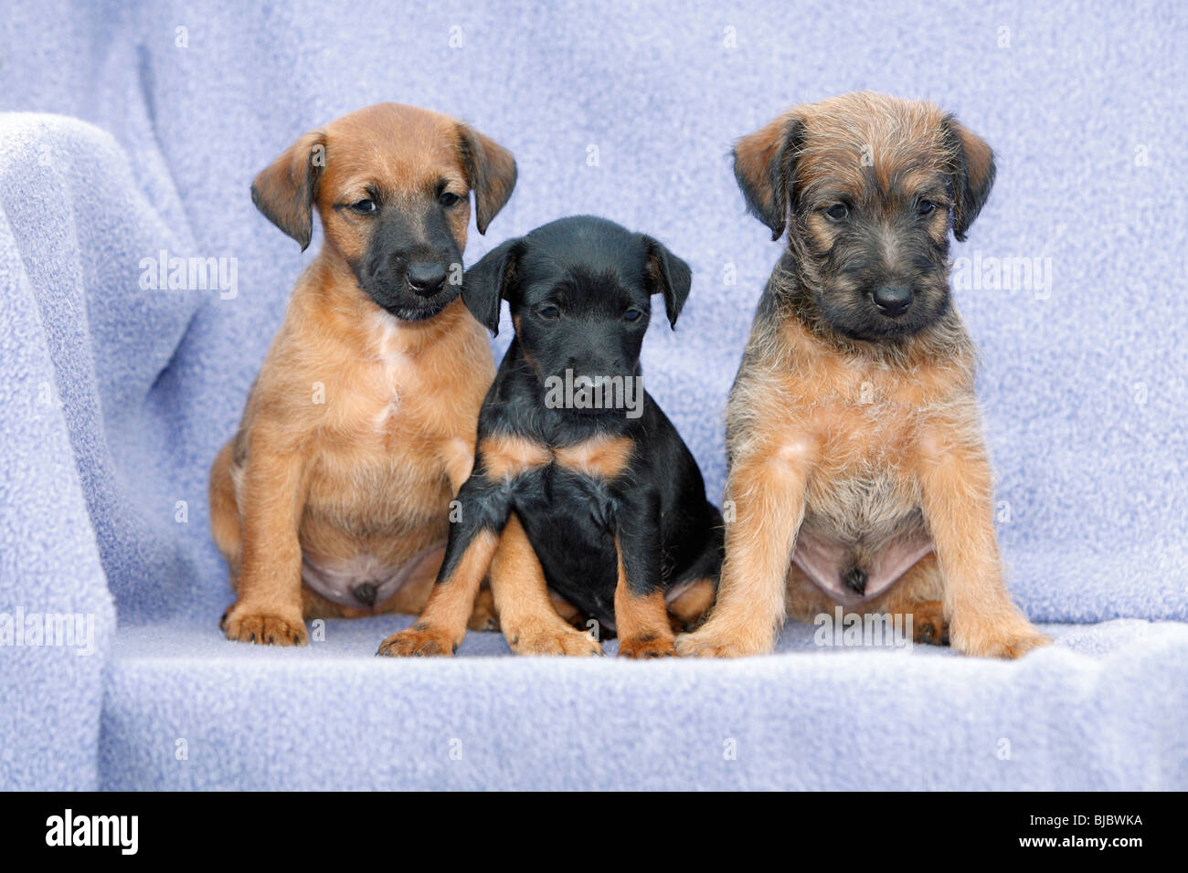 Westfalia / Westfalen Terrier, drei Welpen sitzen in einer Reihe, Deutschland Stockfoto