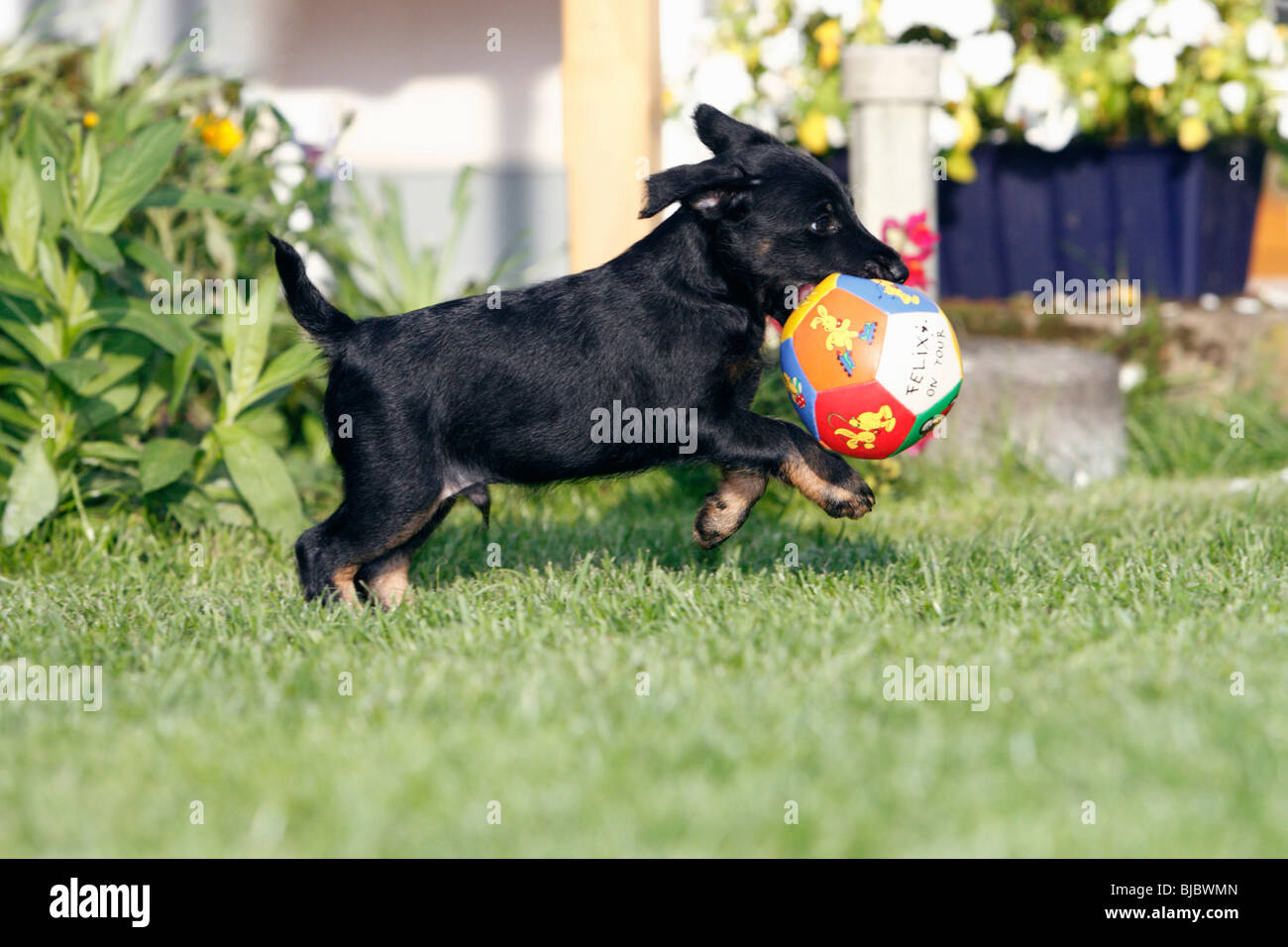 Westfalia Westfalen Terrier Welpen Laufen Uber Garten Rasen Mit