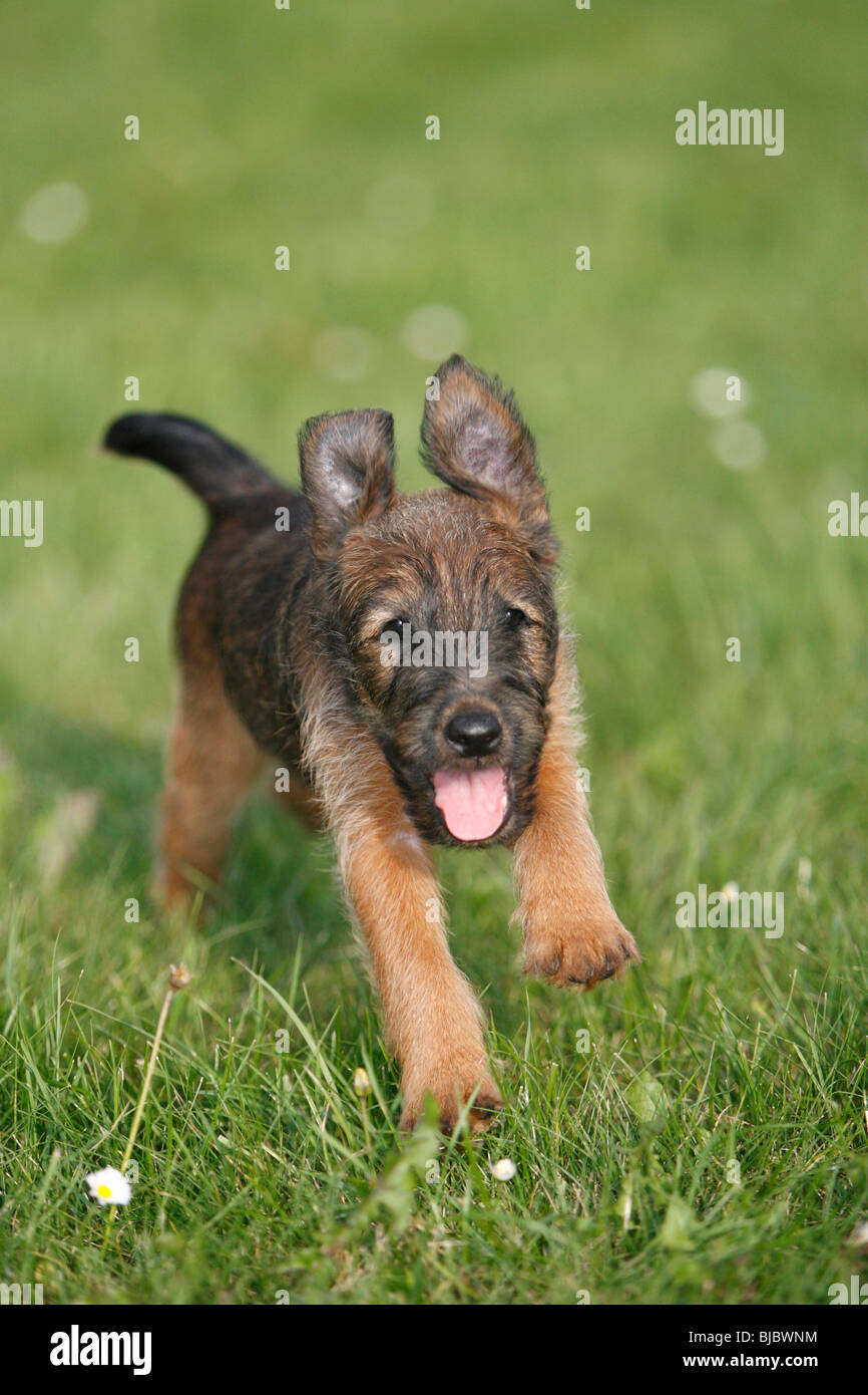 Westfalia Westfalen Terrier Welpen Laufen Uber Garten Rasen